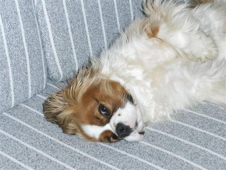 Cavalier king charles spaniel Max billede 8