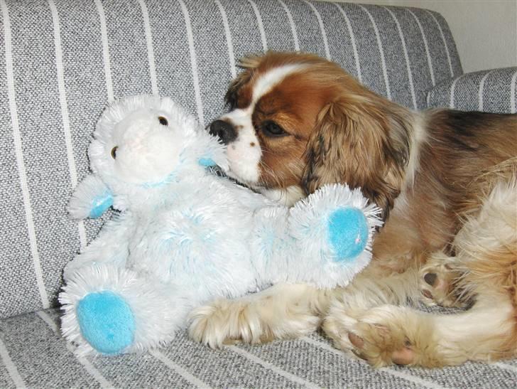 Cavalier king charles spaniel Max billede 9