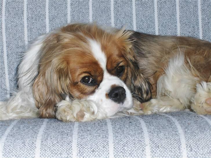 Cavalier king charles spaniel Max billede 10