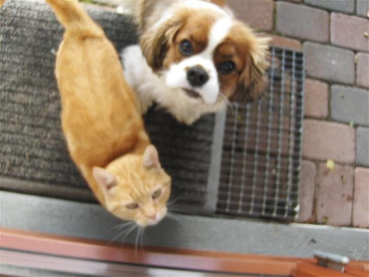 Cavalier king charles spaniel Max billede 11