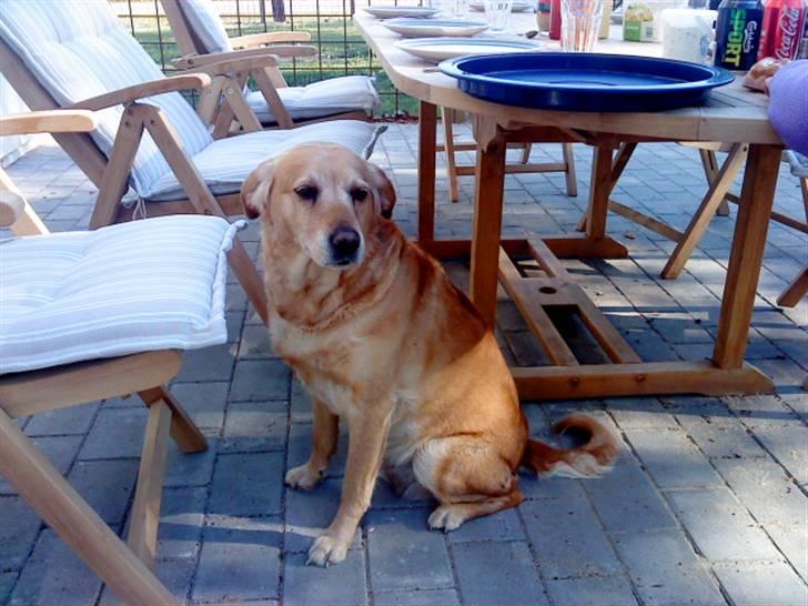 Labrador retriever Fie - Sommeren 10 ;* billede 1