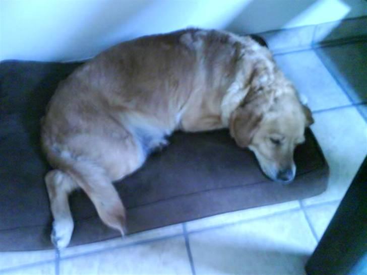 Labrador retriever Fie - Sover <3 billede 2