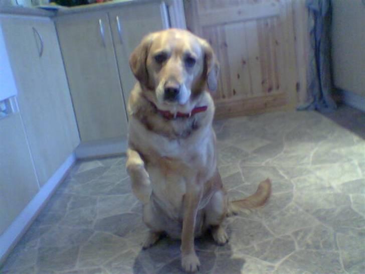 Labrador retriever Fie - Pote ;* billede 3