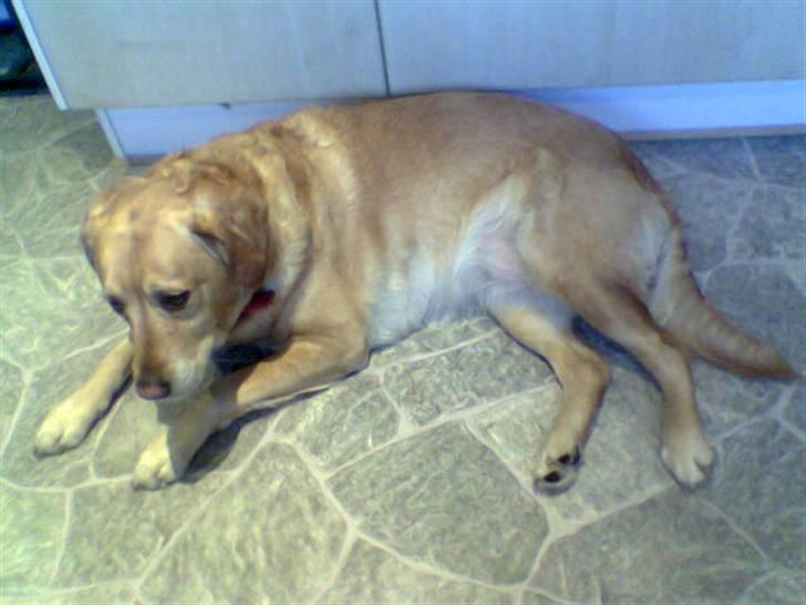 Labrador retriever Fie - Slapper af ;* billede 4