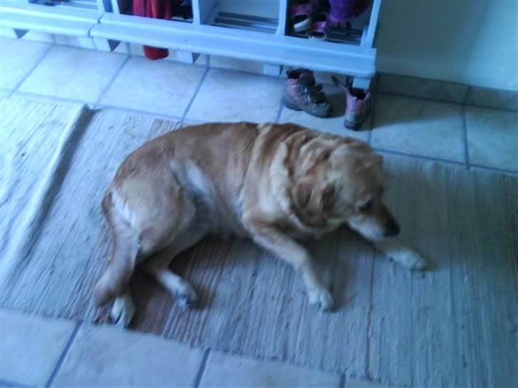 Labrador retriever Fie - Slapper af ;* billede 5