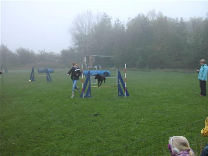 Labrador retriever Quieto billede 9