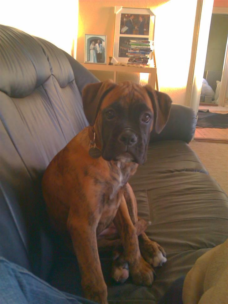 Boxer Mito billede 7