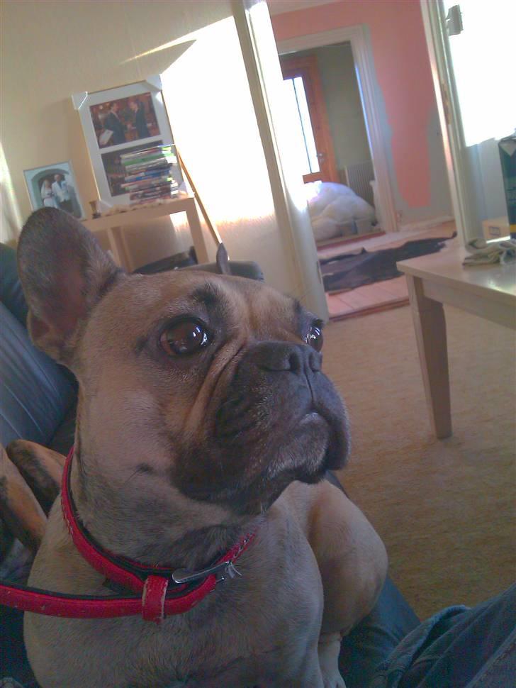 Fransk bulldog Mercedes billede 15