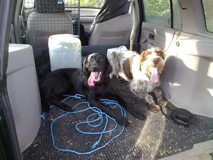 Flat coated retriever Champ - "Hugo" - På vej ud til skoven og stranden billede 6