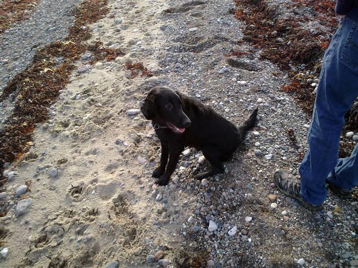 Flat coated retriever Champ - "Hugo" - Sidder fint :) billede 7