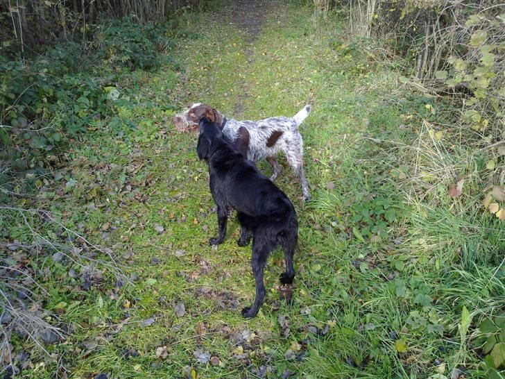 Flat coated retriever Champ - "Hugo" - De to glade hunde :) billede 8