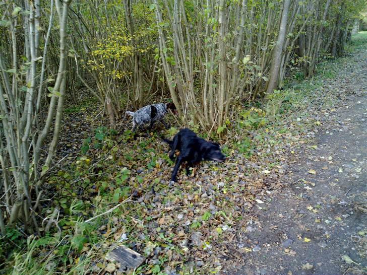 Flat coated retriever Champ - "Hugo" - Der er fart på :) billede 9