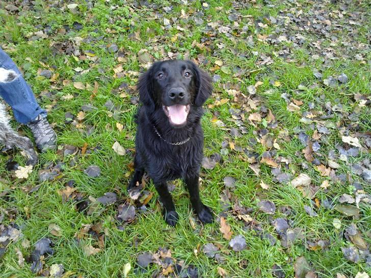 Flat coated retriever Champ - "Hugo" - Ca 6 måneder :) billede 10