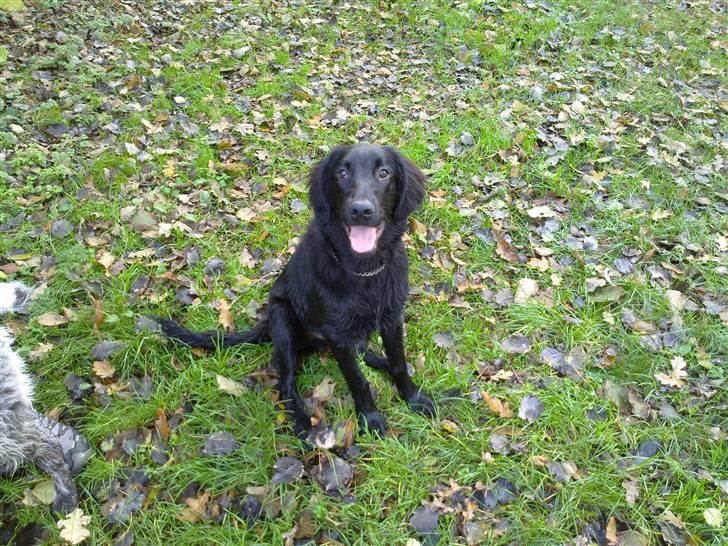 Flat coated retriever Champ - "Hugo" - Bliver siddende som han fik besked på ;) billede 11