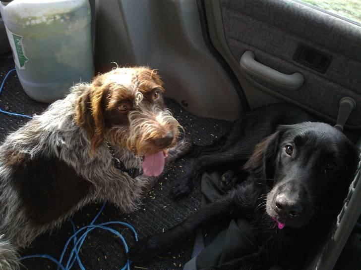 Flat coated retriever Champ - "Hugo" - Tikko og Hugo på vej hjem fra skoven :) billede 12