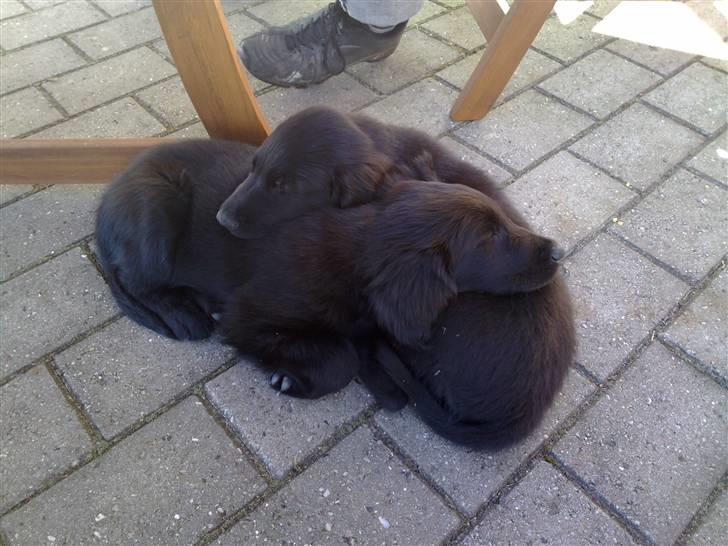 Flat coated retriever Champ - "Hugo" - På besøg hos Cosmo (Hugos bror) Her er de næsten 10 uger :) billede 13