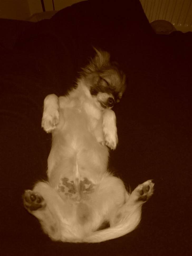 Blanding af racer Cookie billede 1