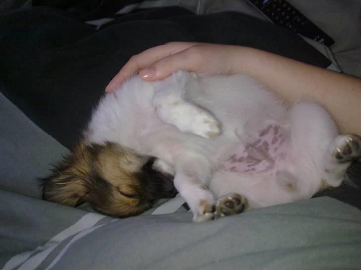 Blanding af racer Cookie billede 2