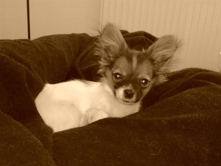 Blanding af racer Cookie billede 3