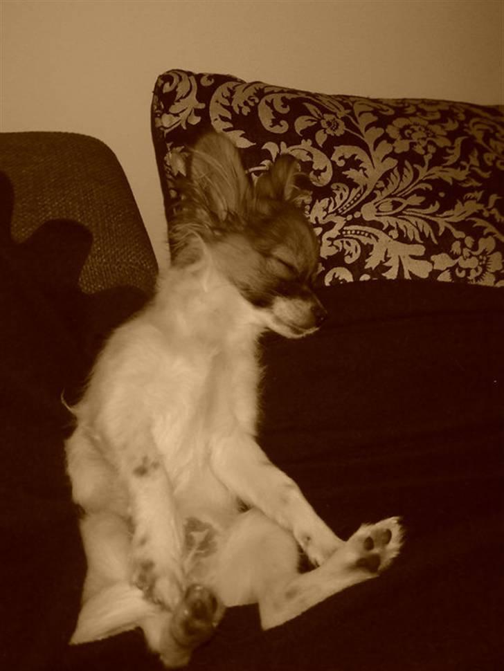 Blanding af racer Cookie billede 4