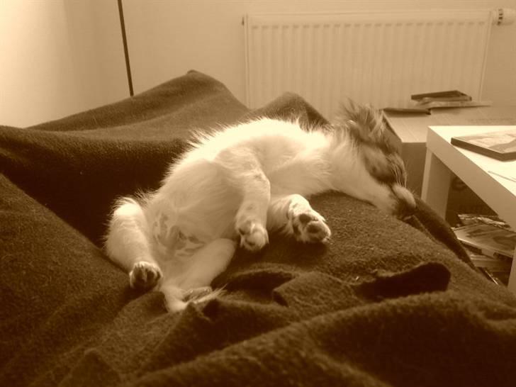 Blanding af racer Cookie billede 5