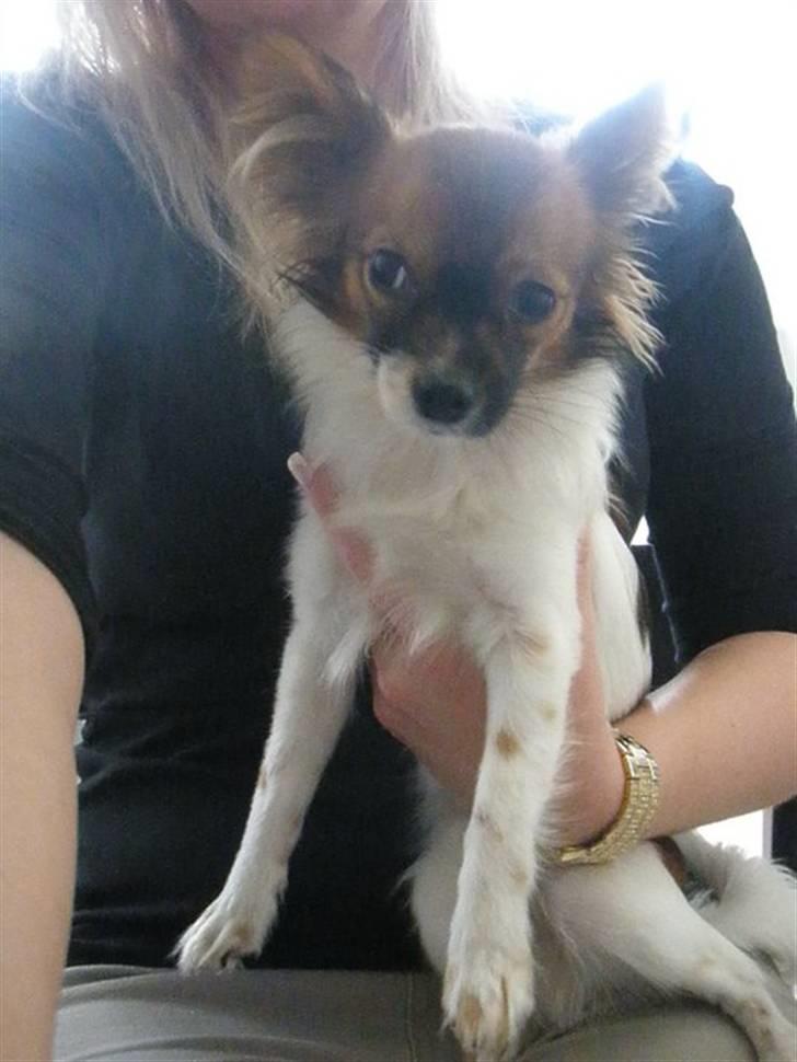 Blanding af racer Cookie billede 6