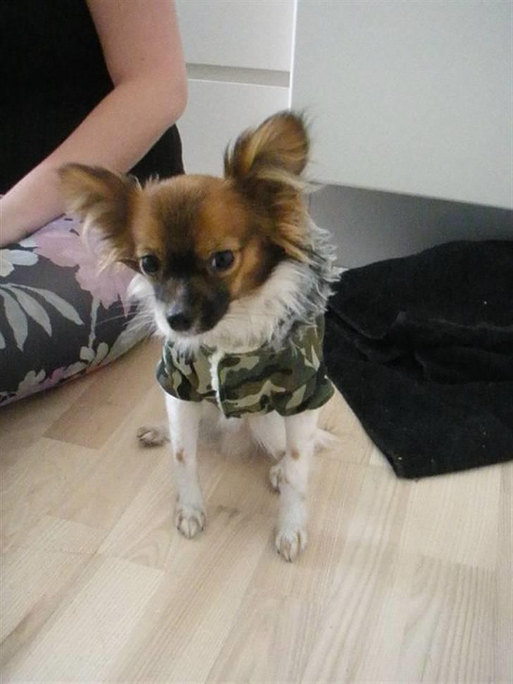 Blanding af racer Cookie billede 7