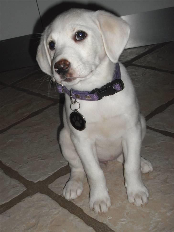 Blanding af racer Popcorn :-) - Popcorn med det fine halsbånd, lidt til den store side endnu ;-) billede 11