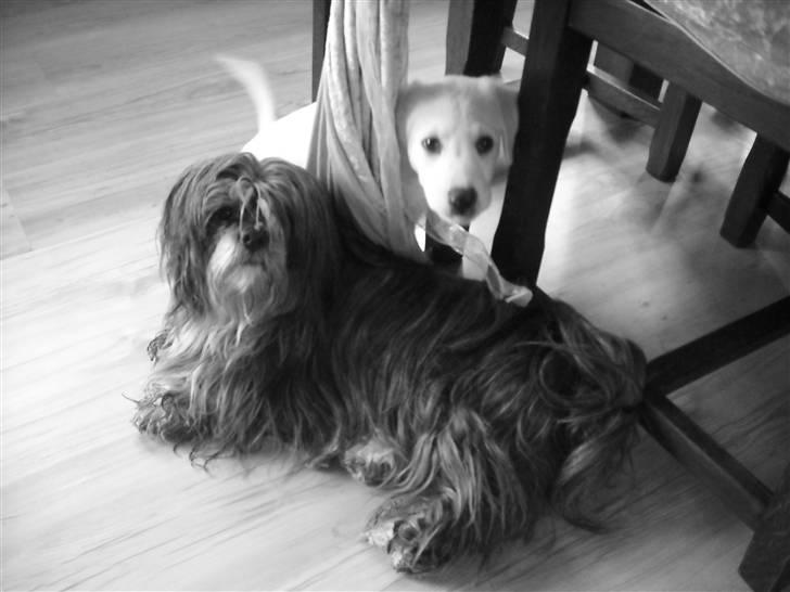 Blanding af racer Popcorn :-) - Pop & Trut <3 billede 12