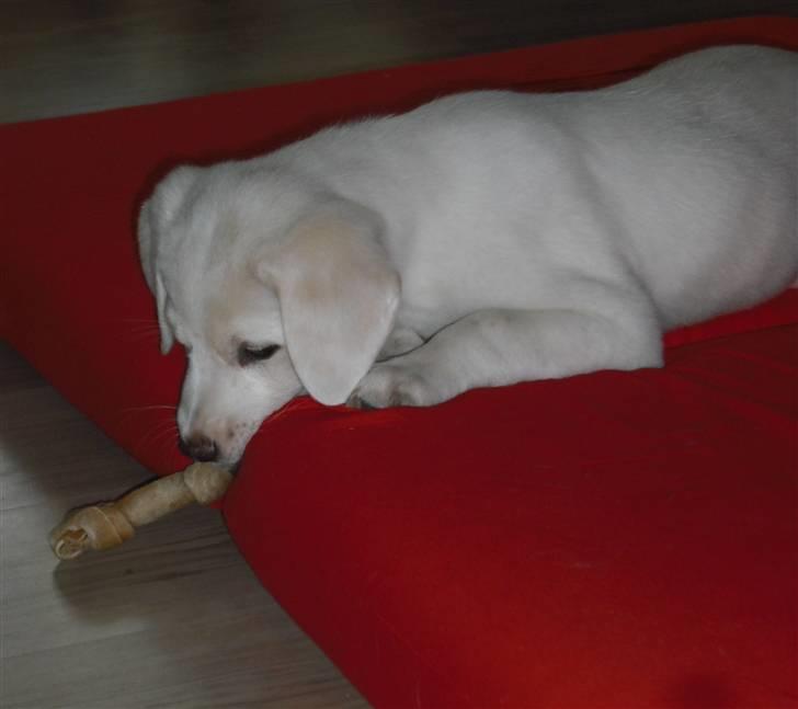 Blanding af racer Popcorn :-) billede 13