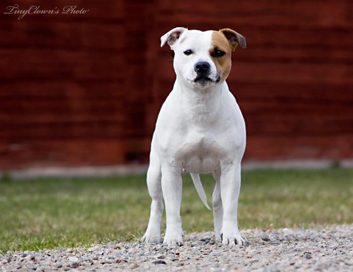 Staffordshire bull terrier Little Frogs - Little Frogs Lambrusco Donelli "Gunnel" 3år *ny* billede 17
