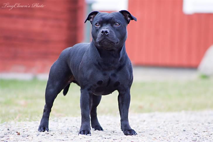 Staffordshire bull terrier Little Frogs - SEUCH  Little Frogs Melini Sangiovese "Saga" 2år *ny* billede 18
