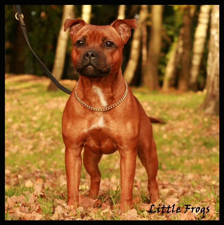 Staffordshire bull terrier Little Frogs - Hot Staff´s Acid Queen "Helga" 7mån *ny* billede 19
