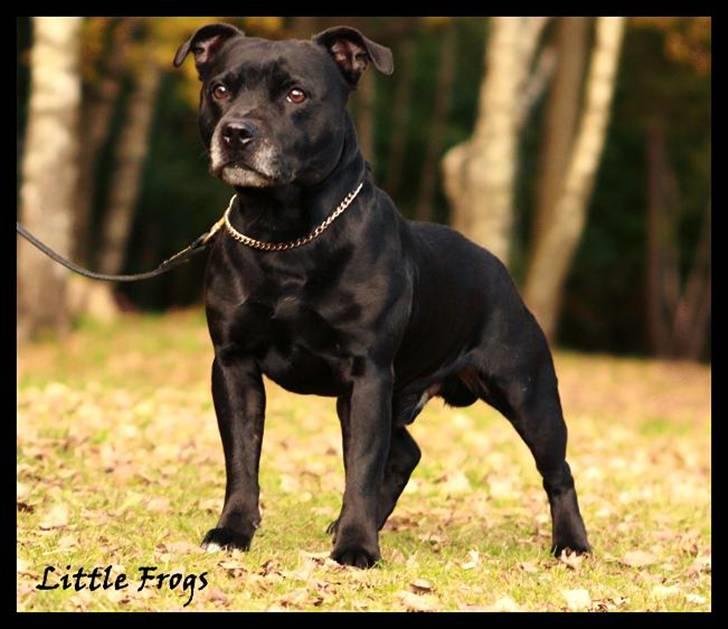 Staffordshire bull terrier Little Frogs - Little Frogs Footsteps Merlot “Liam” 6år gammal *ny* billede 20