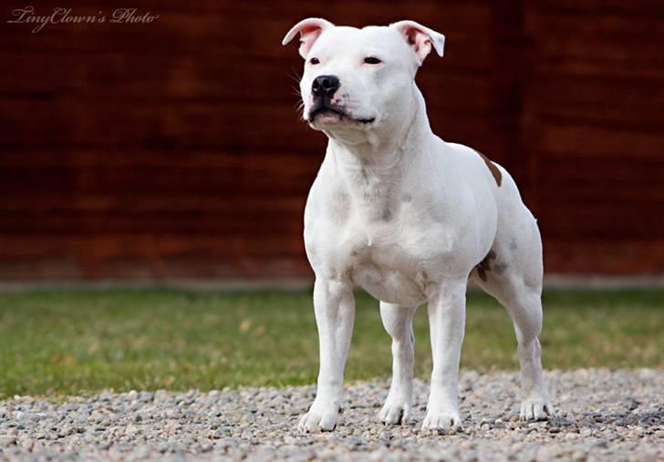 Staffordshire bull terrier Günter - 2010-04-17 Hot Staff´s Qualified To Win “Günter” 3,5 år billede 12