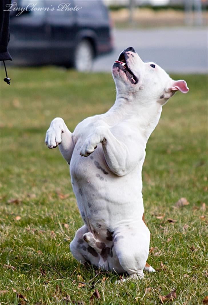 Staffordshire bull terrier Günter - Kolla in magrutorna!! =D billede 13