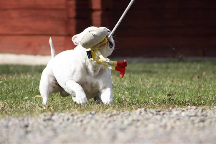 Staffordshire bull terrier Günter - Grrrrr den är min!! billede 14