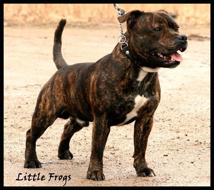 Staffordshire bull terrier Louie - 1år och 8 mån 2009-03-28 billede 10