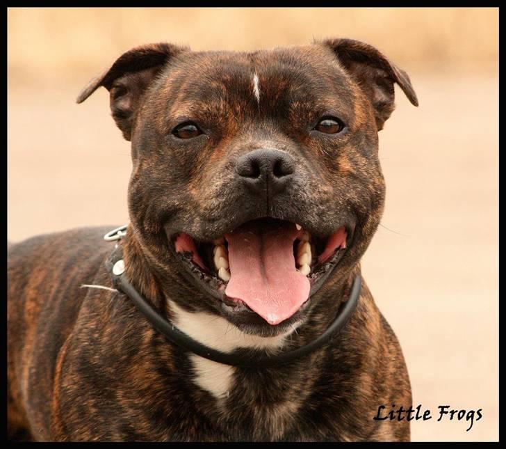 Staffordshire bull terrier Louie - 1år och 8mån 2009-03-28 billede 11