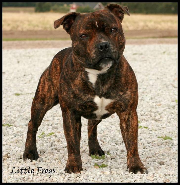Staffordshire bull terrier Louie - 2år 2009-09-12 billede 13