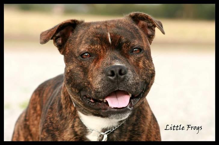 Staffordshire bull terrier Louie - 2år gammal billede 14