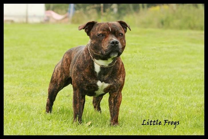 Staffordshire bull terrier Louie - 3år och nybliven CHAMPION!! 2010-07-31 billede 15