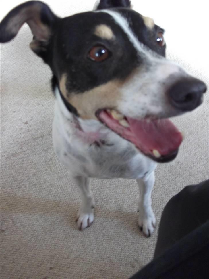 Bodeguero peugeot billede 4