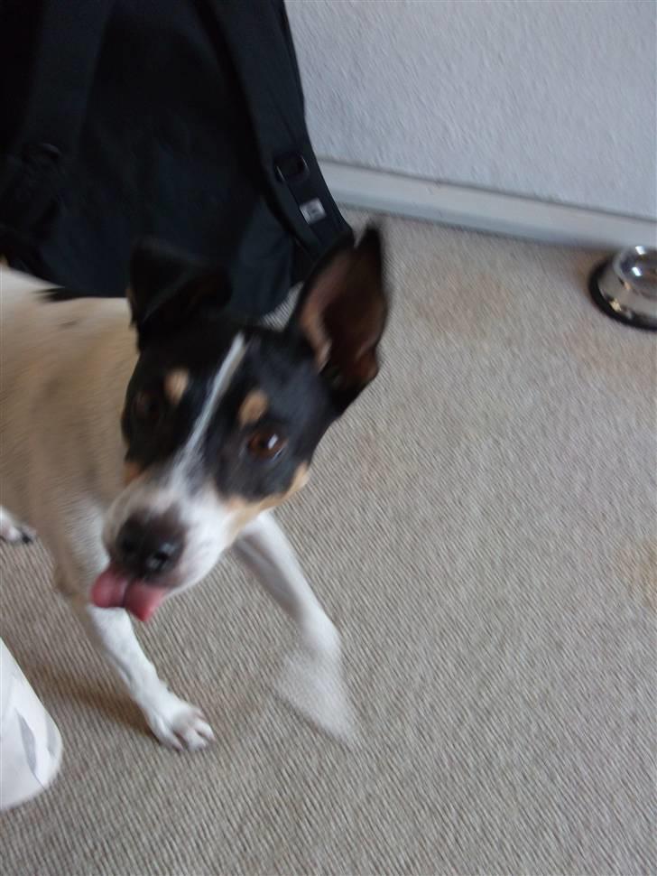 Bodeguero peugeot billede 5