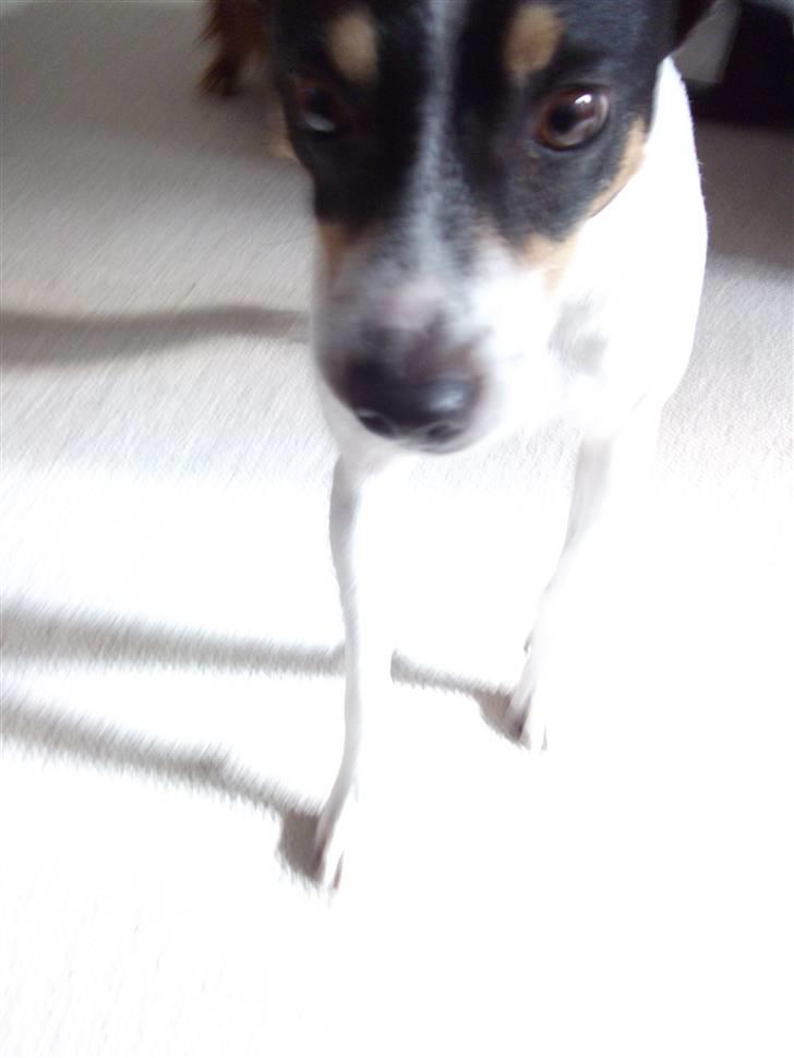 Bodeguero peugeot billede 6