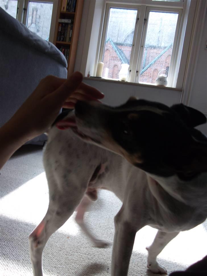 Bodeguero peugeot billede 7