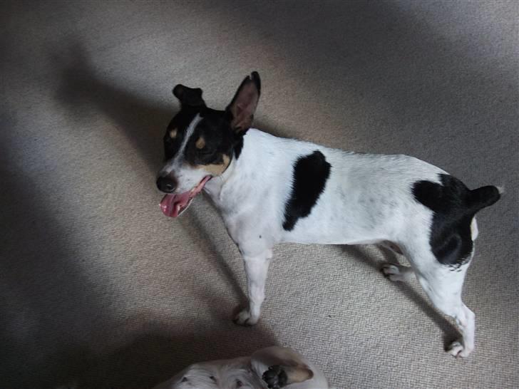 Bodeguero peugeot billede 8