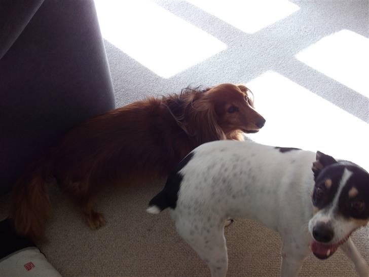 Bodeguero peugeot billede 9