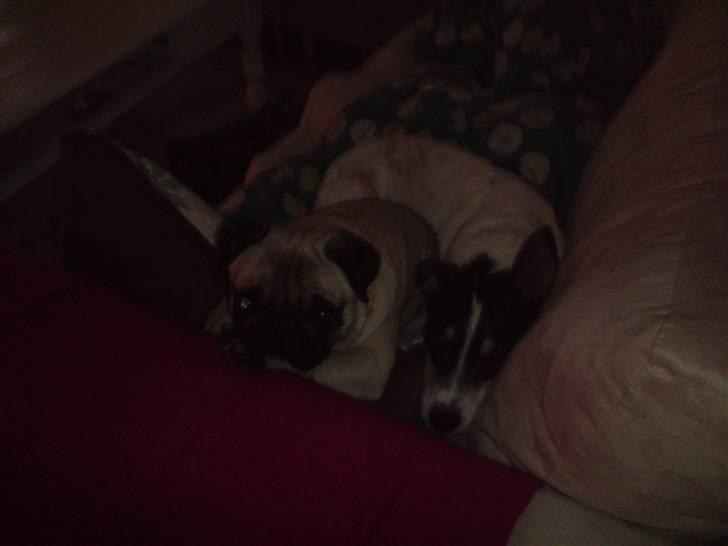 Bodeguero peugeot billede 10