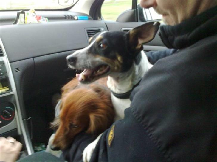 Bodeguero peugeot billede 11